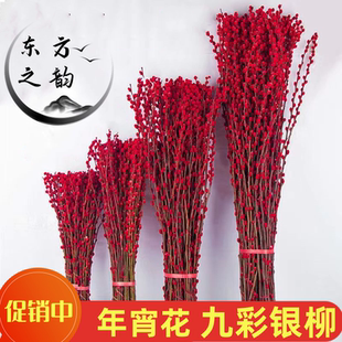 招财银柳真花鲜枝春节年宵花卉水培耐寒植物干花银柳新年室内装饰