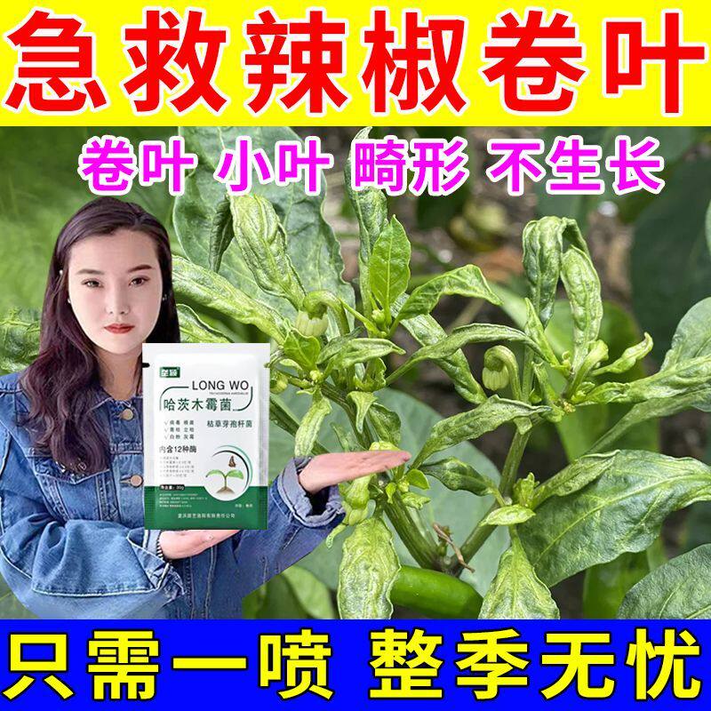 辣椒卷叶病专用辣椒叶皱枯萎病炭疽病软腐哈茨木霉菌枯草芽孢杆菌