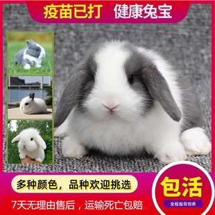 兔子活物小型侏儒兔荷兰纯种折耳兔迷你网红小宠物儿童好养垂耳兔