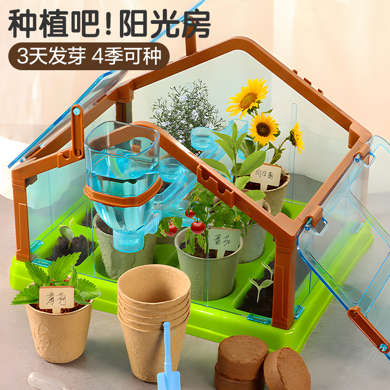 儿童种植小盆栽种花种菜