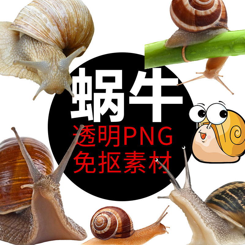 爬行动物昆虫蜗牛壳png格式免抠图蜗牛卡通高清透明元素设计素材