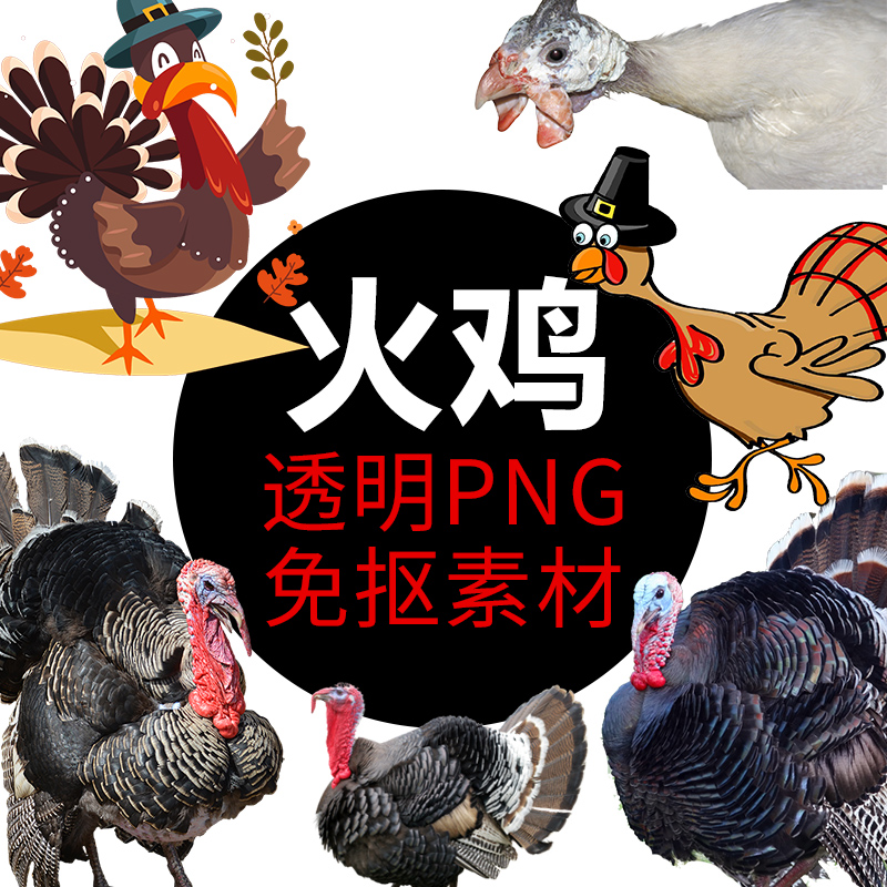 火鸡 鸟类png格式免抠图鹰照片图片卡通高清透明底元素设计素材