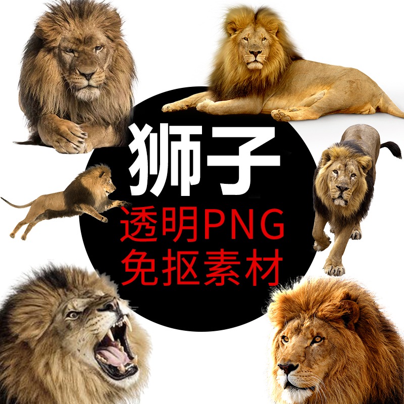 狮子png格式免抠图 狮子照片图片 卡通高清透明底元素设计素材