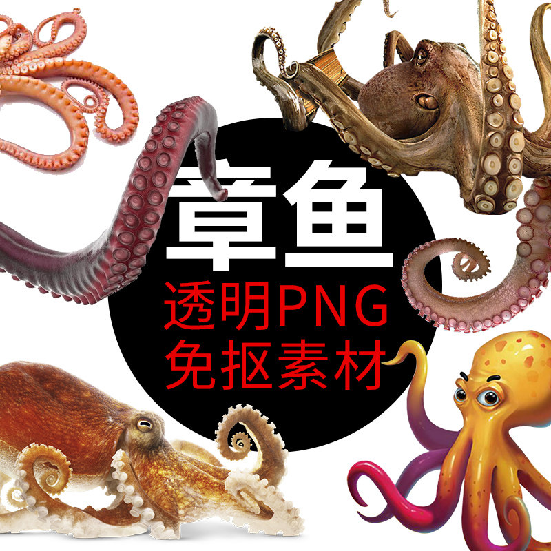 章鱼 鱼类海洋png格式免抠图照片装饰卡通高清透明底元素设计素材