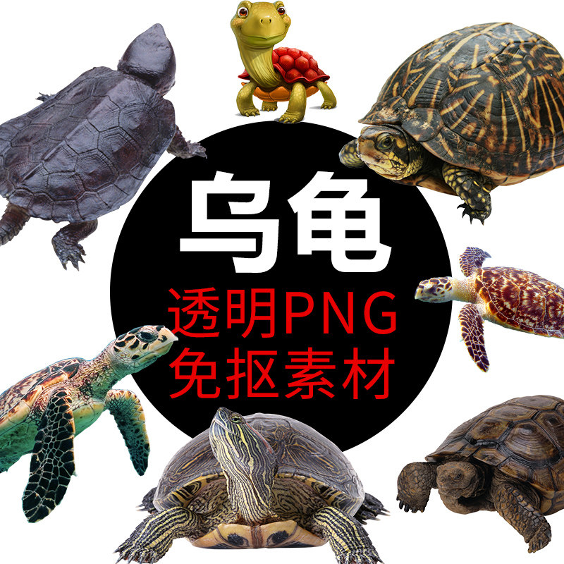 水鱼海龟乌龟类png格式免抠图照片卡通高清透明底元素设计素材