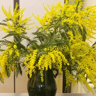 银叶金合欢鲜花家用绿植插花黄色合欢花云南直发鲜切花枝条圣诞花