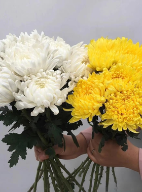 黄白菊花清明节哀悼祭祖扫墓