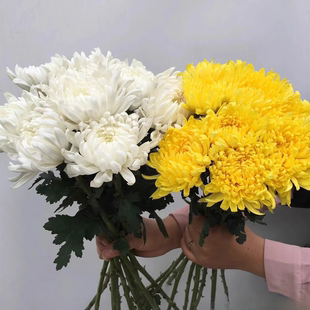 菊花鲜花新鲜白菊黄菊花清明节哀悼祭祖扫墓云南昆明基地直发