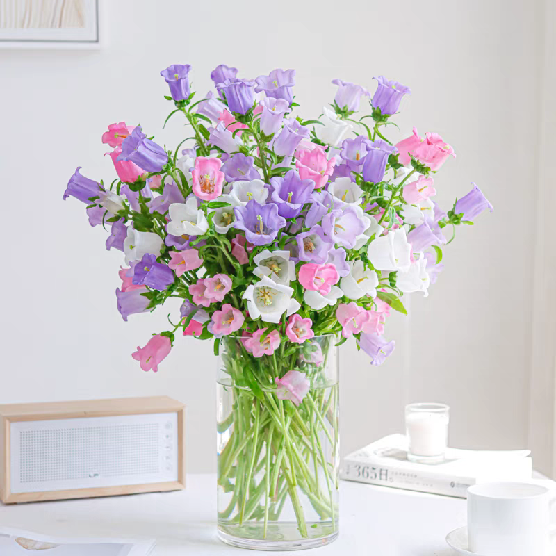 酒杯风铃花鲜切花云南基地冷链直发