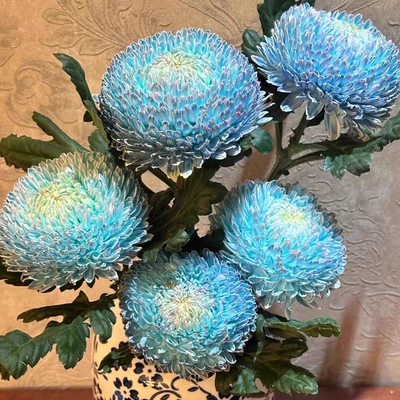 青花瓷牡丹菊鲜花云南基地直发鲜切花超长花期七彩插花