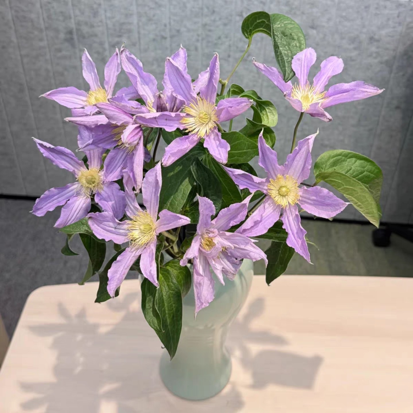 铁线莲鲜切花真花水养插花花束婚庆手捧花小众花材