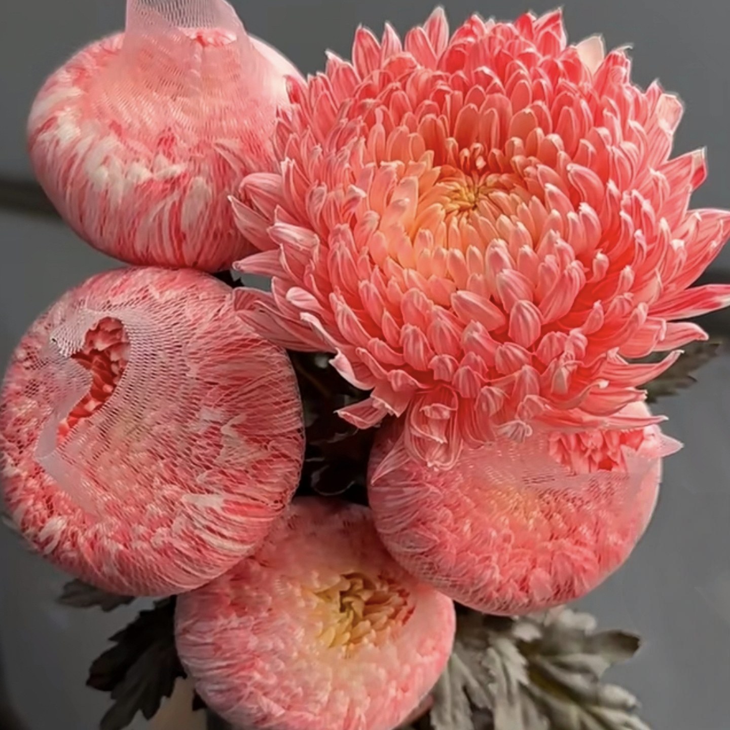 青花瓷牡丹菊鲜花富贵花云南基地直发超长花期