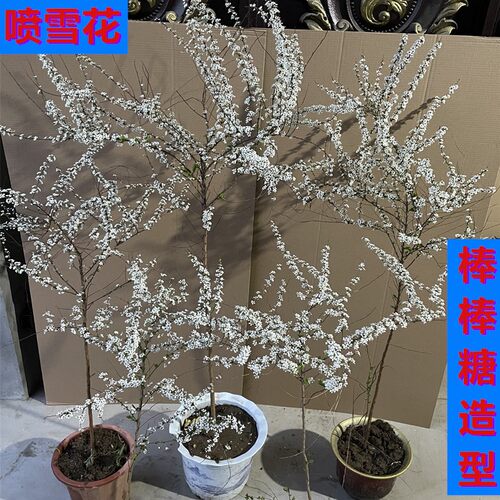 喷雪花独杆棒棒糖造型雪柳珍珠梅绣线菊地栽庭院易活耐寒阳台盆栽