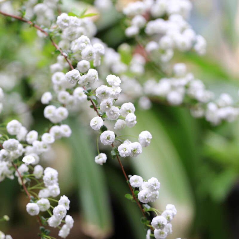 重瓣喷雪花树苗雪柳盆栽植物冬天庭院耐热耐寒多年生灌木花卉绿植