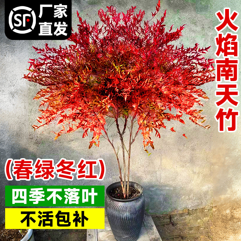 火焰南天竹盆栽树苗绿植室外庭院落地植物大颗兰天竹子苗盆景老桩