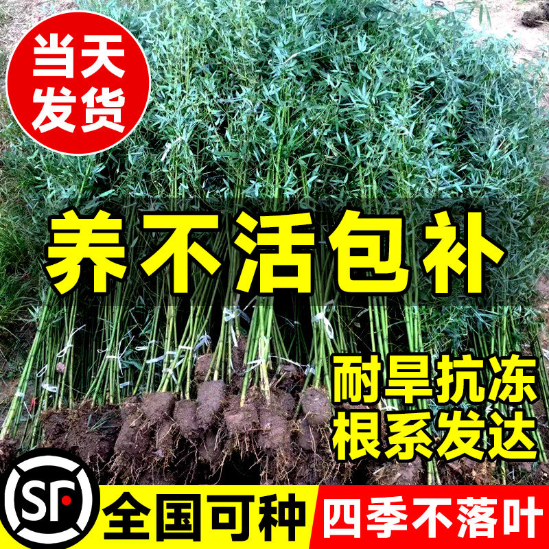 四季竹子苗庭院盆栽植物实心老紫竹树围栏造景黄金罗汉竹室外绿植