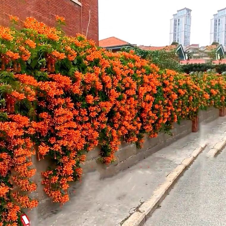 凌霄花大苗盆栽老桩庭院花卉攀援凌霄花苗爬藤植物四季爬墙图片