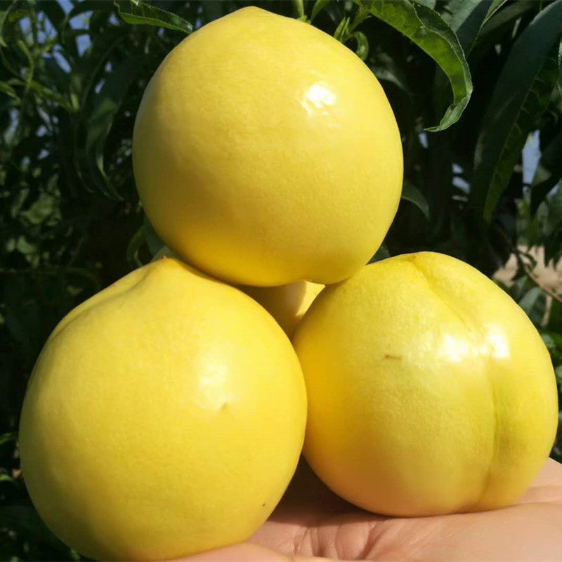 蒙阴蜜桃黄油桃新鲜水果现摘脆桃黄桃应当季水果鲜桃子甜桃送礼