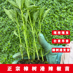 正宗樟树港辣椒苗 产地现摘现发 存活率高根系发达包邮