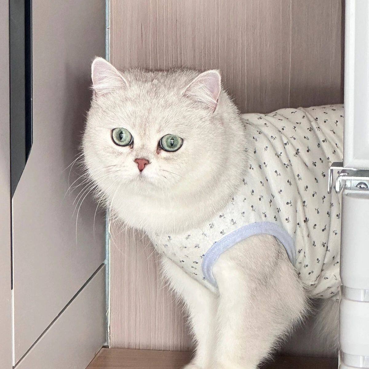 猫咪碎花宠物背心衣服春秋印花防掉毛薄款蓝猫布偶英短狗狗夏装