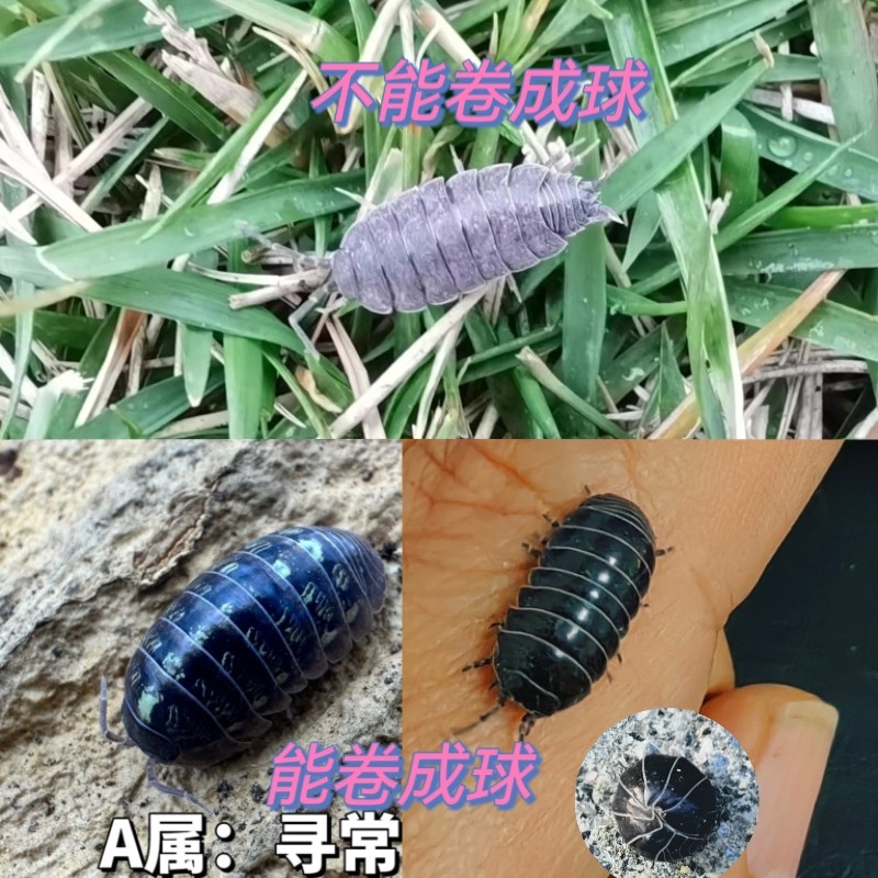 西瓜虫活体活虫潮虫普通寻常鼠妇学生实验食腐雨林吃食物残渣霉菌