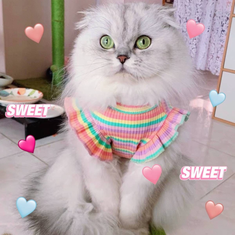 猫咪衣服夏季背心薄款防掉毛幼猫可爱银渐层布偶金吉拉狗泰迪比熊