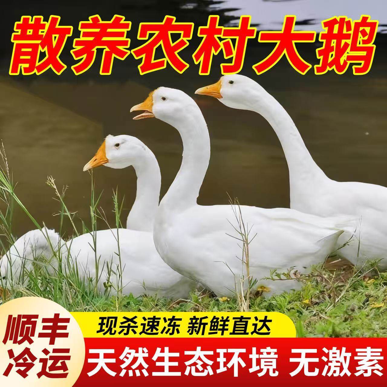 正宗农家散养土鹅新鲜仔鹅大鹅白鹅鹅肉东北老鹅整只
