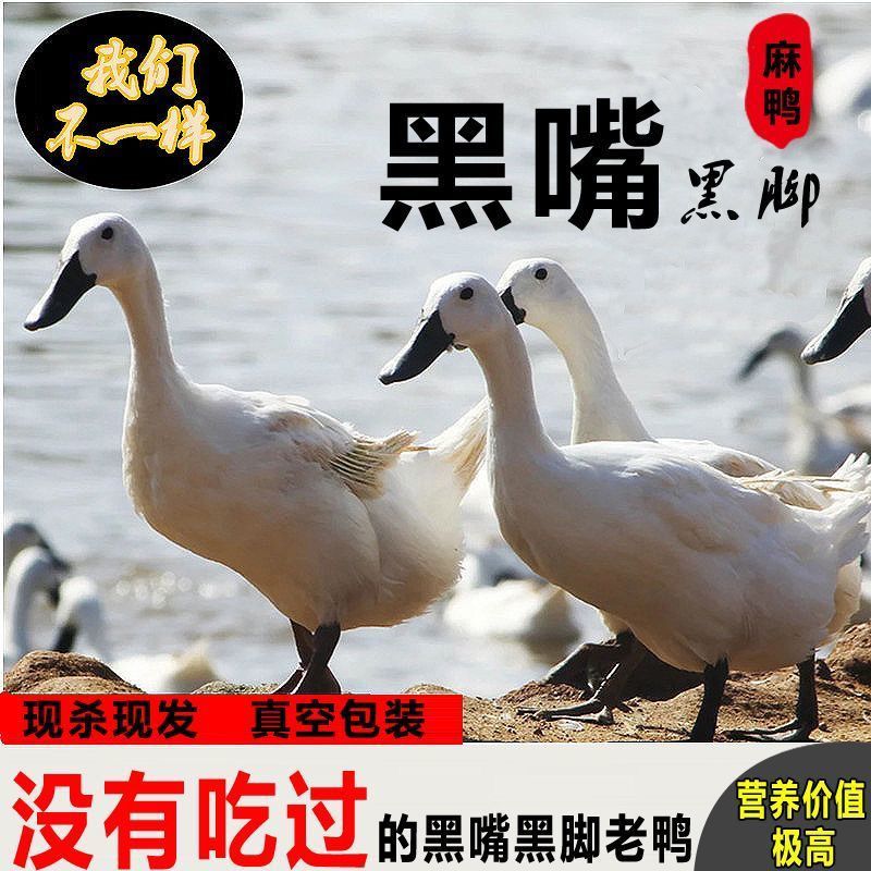 正宗山东聊城散养黑嘴鸭炖汤养