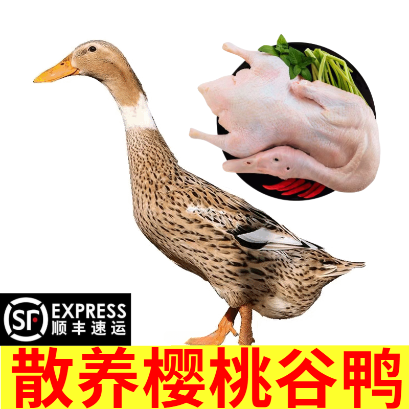 鸭子整只新鲜 散养土鸭子白条鸭新鲜鸭子去爪去内脏煲汤 樱桃谷鸭