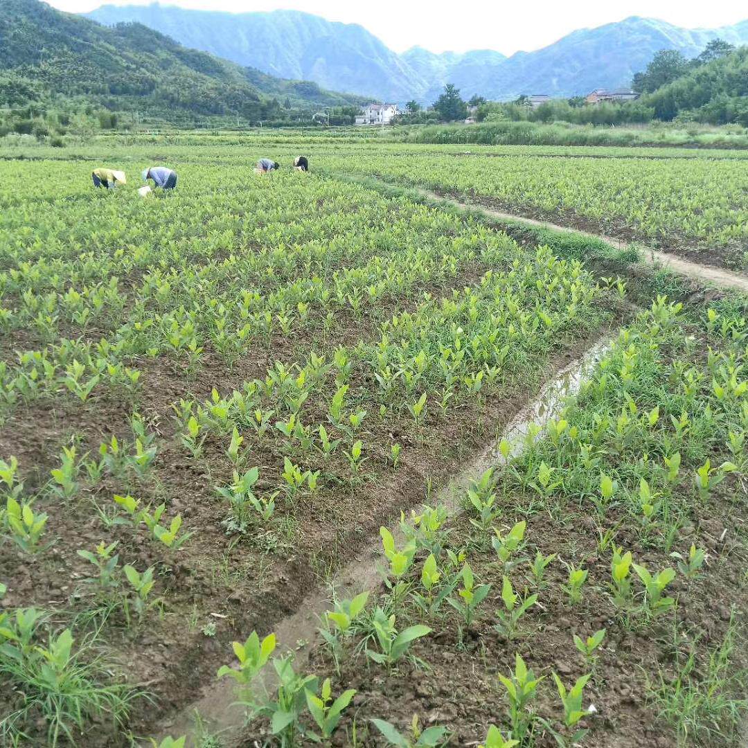 二年美国山核桃实生苗长寿果苗碧根果苗杭州临安横路頭手剥山核桃