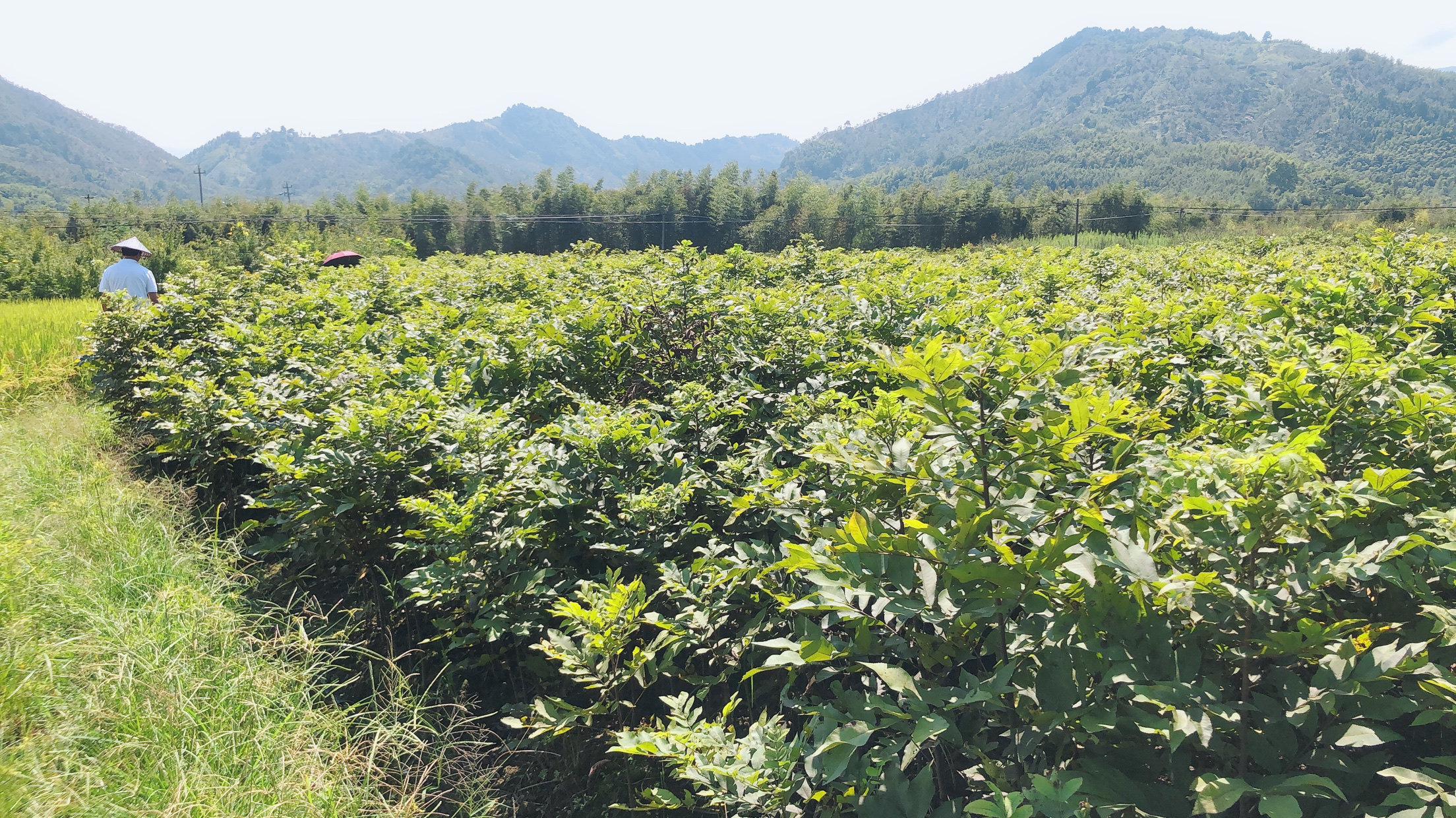 一年实生苗宝峰苗木场杭州临安美国山核桃苗碧根果苗