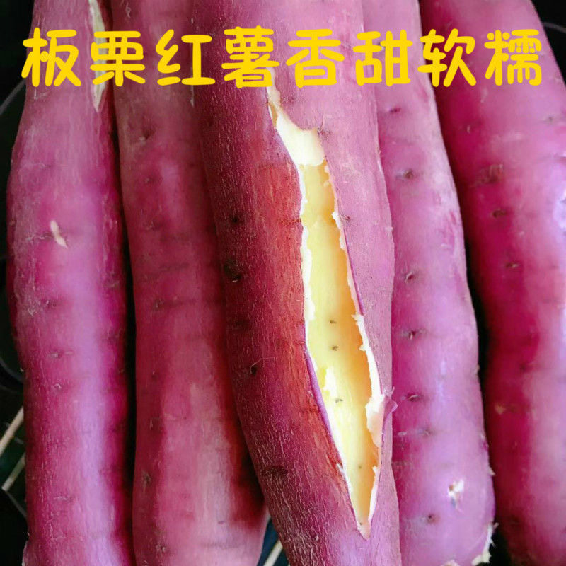 板栗红薯陕西农家自种番薯沙地红薯黄心蜜薯干面甜烤地瓜10斤包邮