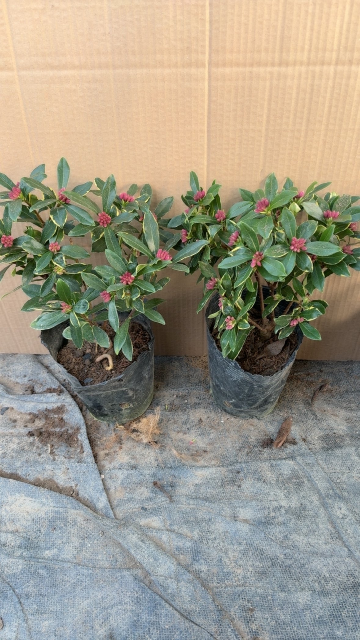 三年苗2盆金边瑞香养殖盆发货当年开花,鲜花速递/花卉仿真/绿植园艺,造型盆景,淘宝优惠券,粉丝福利购,淘宝优惠卷