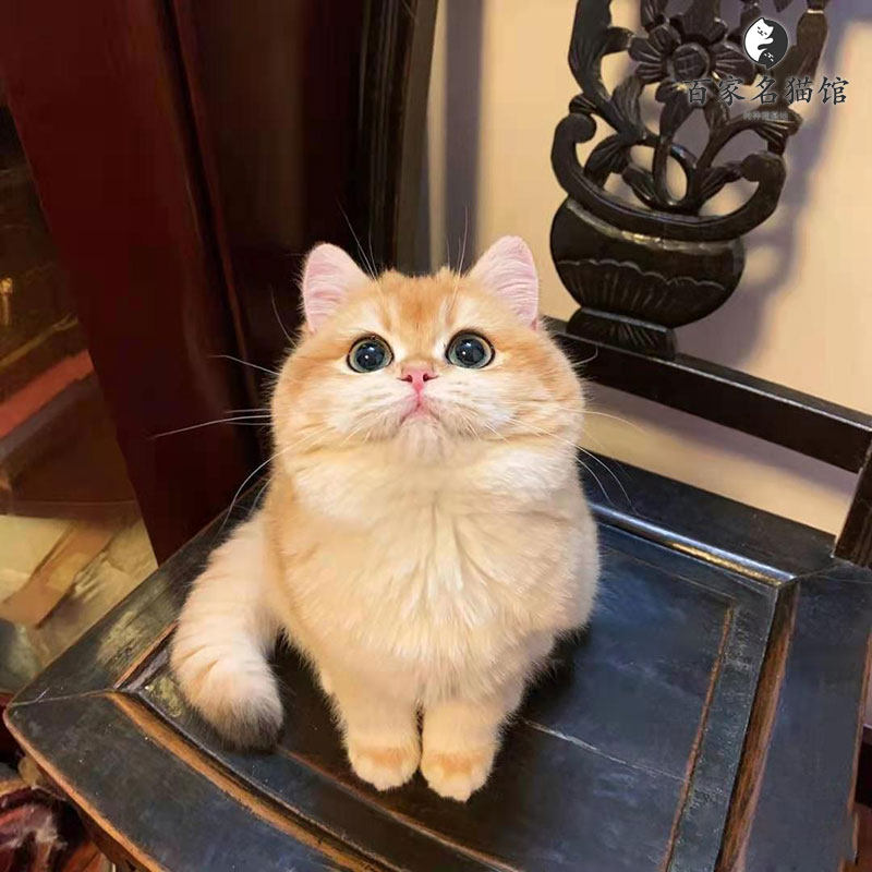 英短金渐层猫幼猫纯种活体宠物猫英国短毛猫活物小猫咪家养幼崽猫