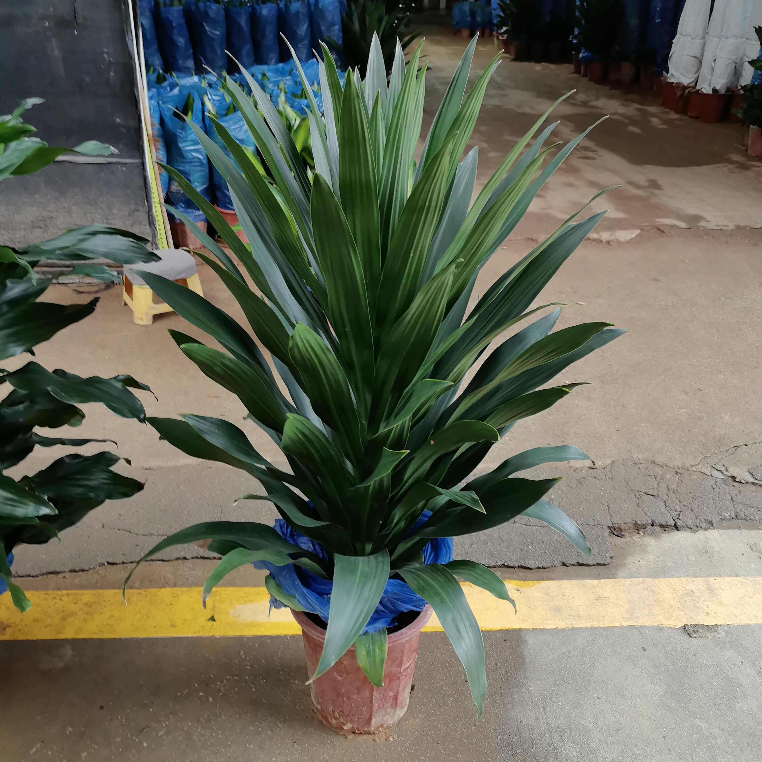 螺纹铁金心青叶也门铁巴西铁好养客厅办公室植物观叶绿植室内盆栽,鲜花速递/花卉仿真/绿植园艺,大型绿植/成品组合盆栽,淘宝优惠券,粉丝福利购,淘宝优惠卷