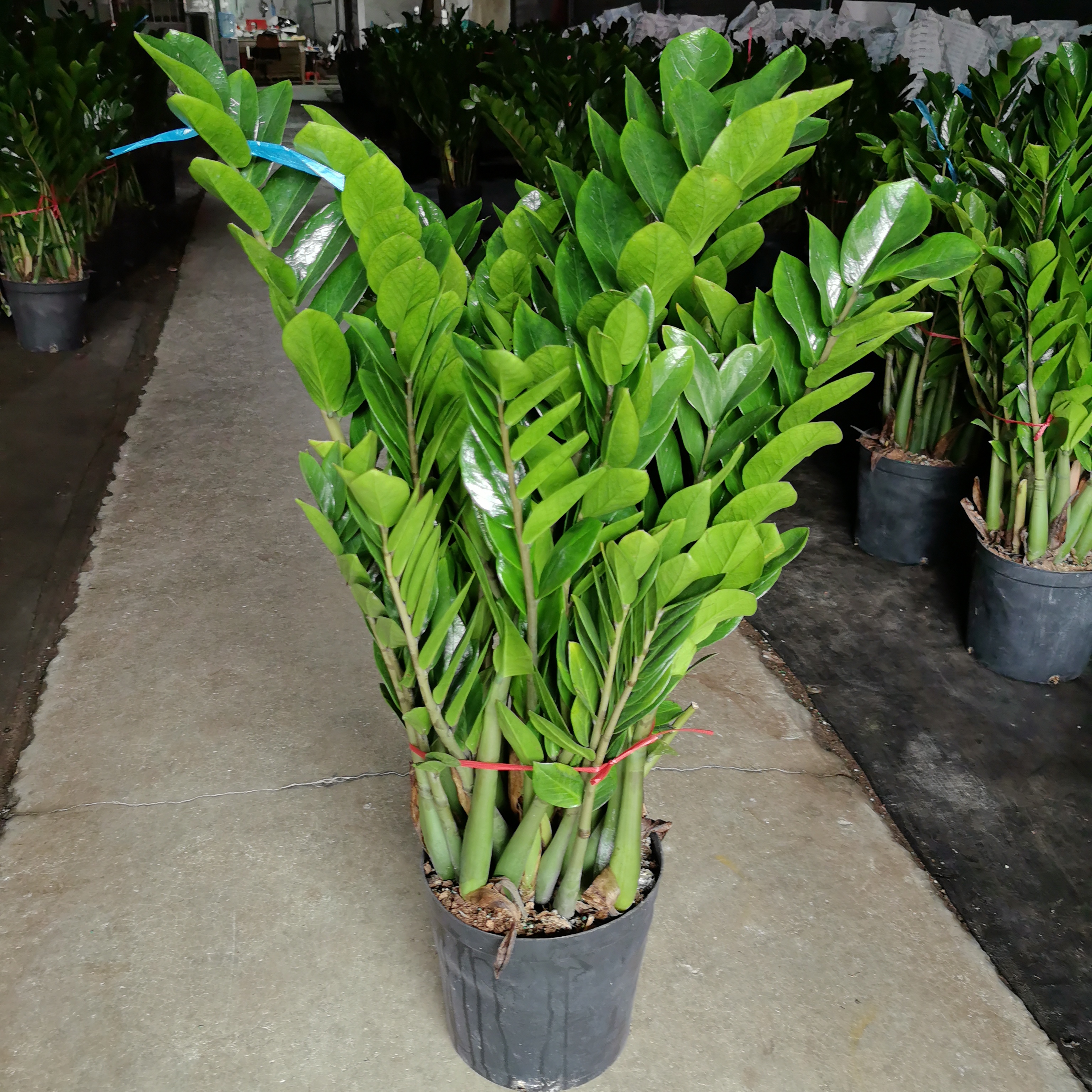 金钱树盆栽植物室内客厅大型绿植花卉净化空气盆金钱树盆栽