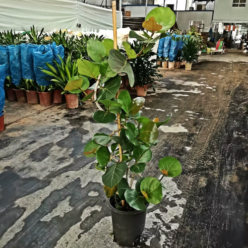 海葡萄绿植室内大型盆栽摆件乔迁新居房去甲醛客厅大花盆落地植物