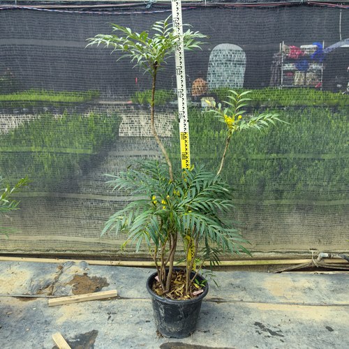 十大功劳盆栽土黄连耐阴耐寒好养绿叶趣味庭院室内绿植净化空气