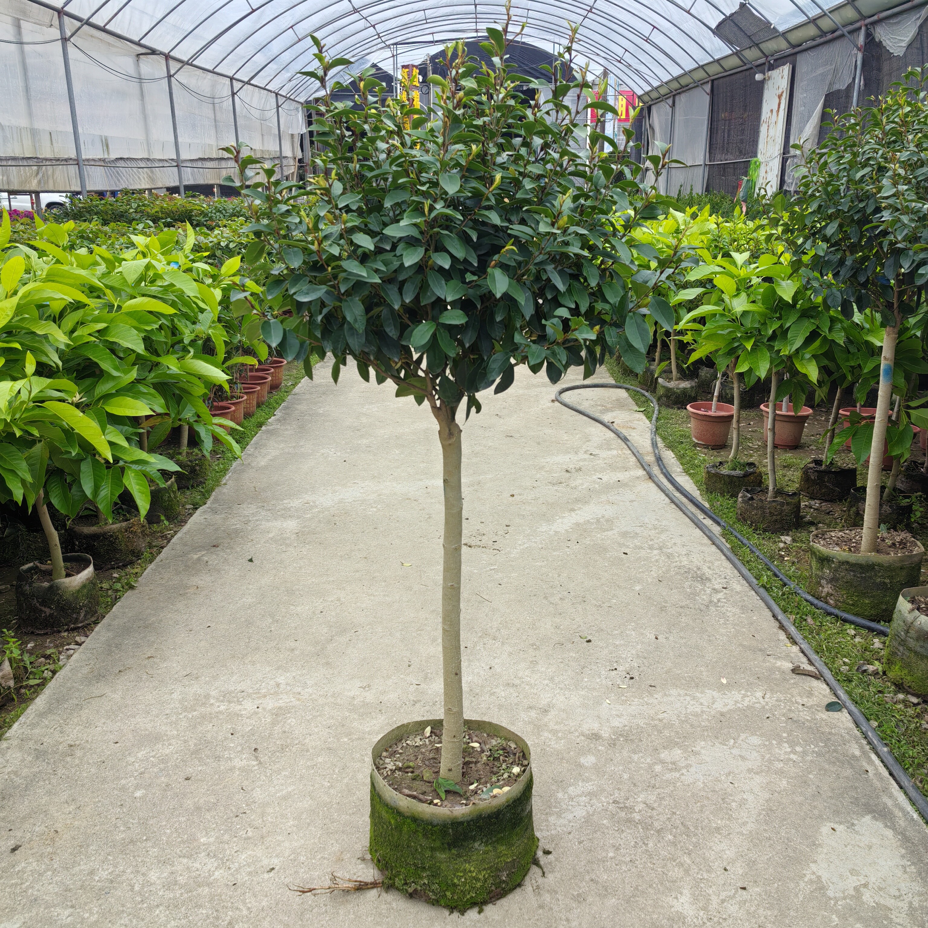 含笑花苗浓香型四季花卉庭院阳台开花四季青耐寒香妃花树窗台美观