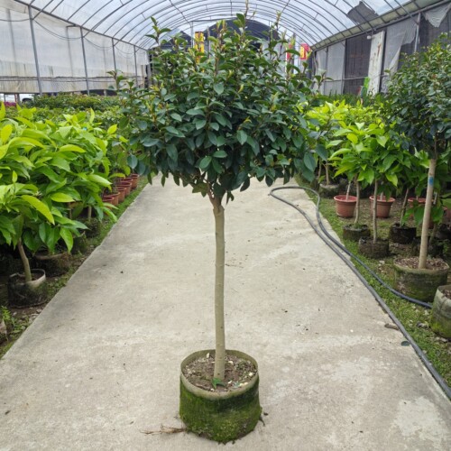 含笑花苗浓香型四季花卉庭院阳台开花四季青耐寒香妃花树窗台美观