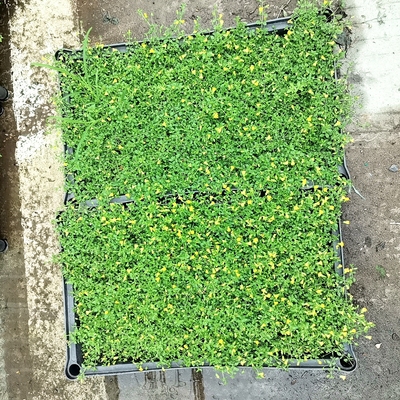 中华景天佛甲草盆栽黄金万年草庭院绿化草皮多年生观叶绿地被植物