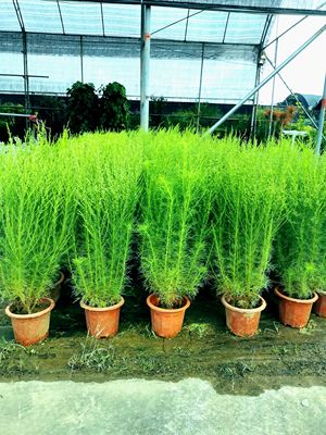 假蒿盆栽绿植四季常绿耐热耐寒耐湿花园阳台室外植物空气净化好养