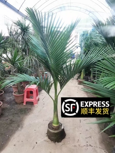 亚历山大椰子树大型落地绿植假槟榔庭院阳台盆栽耐旱室外植物耐晒