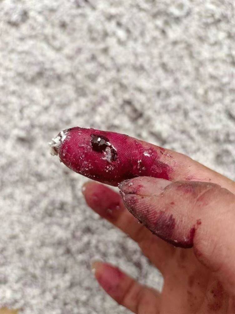 胭脂虫自制口红仙人掌胭脂虫养殖粉活体油溶性胭脂虫种干活幼母