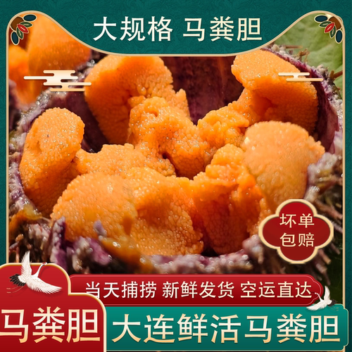 大连活发马粪海胆加购选大小