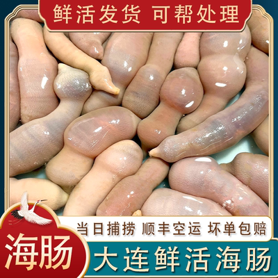大连空运活发海肠500g可帮处理