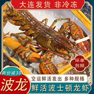 鲜活波士顿龙虾大波龙小波龙新鲜澳龙帝王蟹大龙虾大连海鲜水产