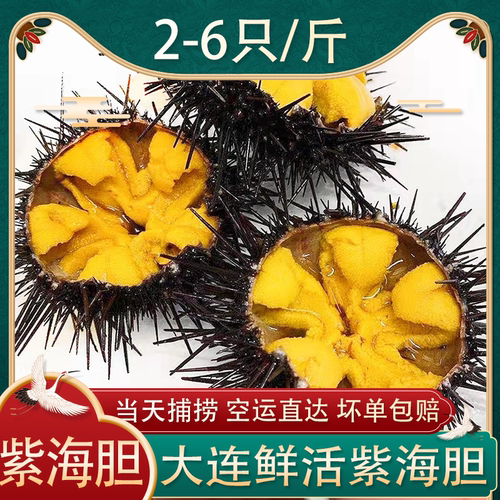 大连海胆鲜活发货空运直达
