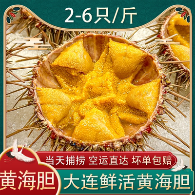 大连黄金海胆2-6只/斤鲜活发货