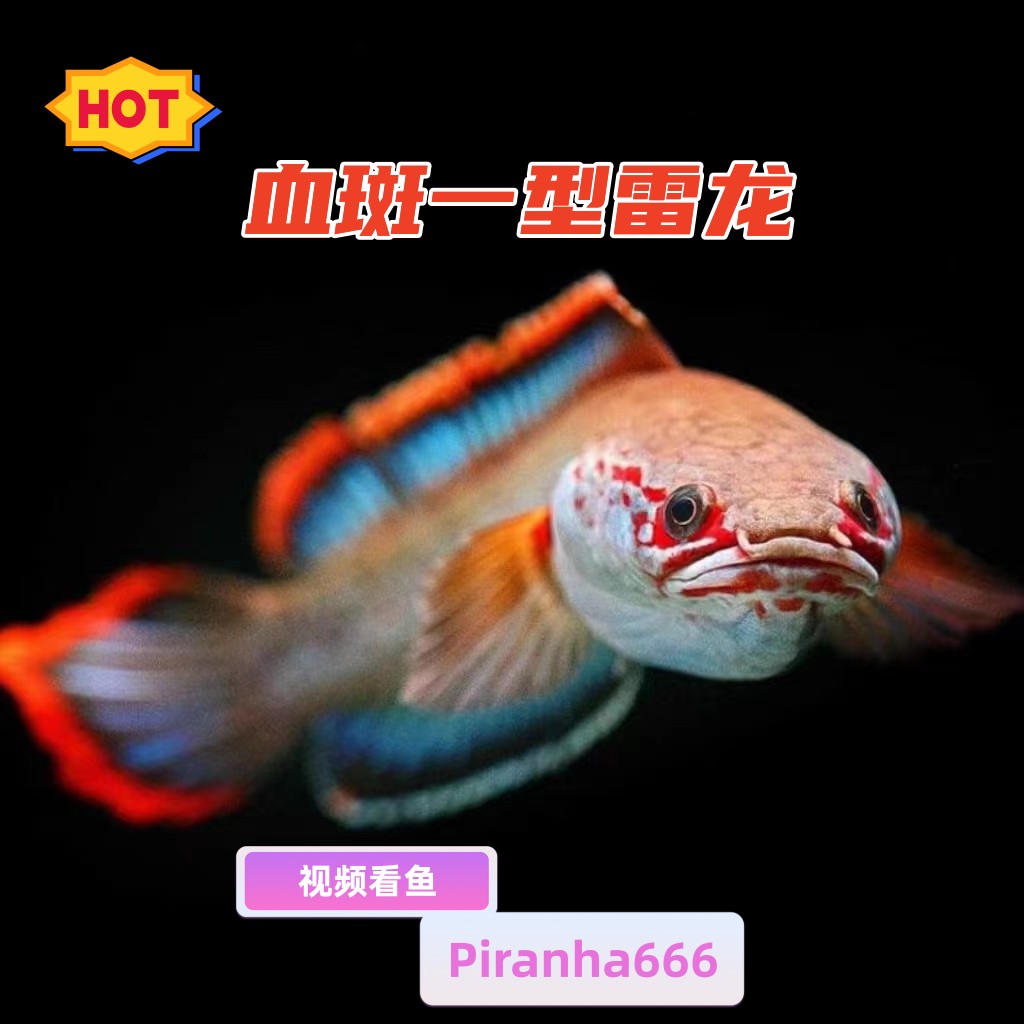 血斑一型淡水鱼雷龙鱼淡水鱼